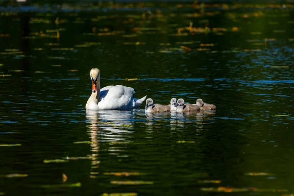 Una Familia Cisnes Estanque —  Fotos de Stock