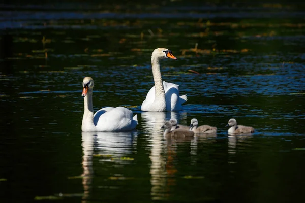 Eine Schwanenfamilie Auf Einem Teich — Stockfoto