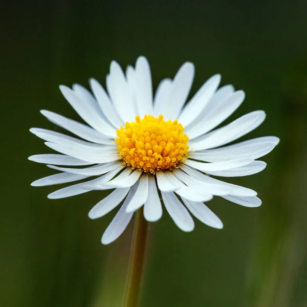 Цветок Дейзи Лугу — стоковое фото