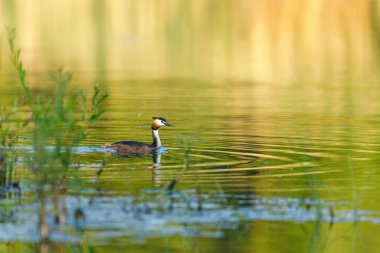 Göldeki Büyük İbikli Yunus