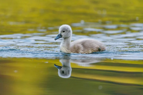 Ein Höckerschwan Gosling Auf Einem See — Stockfoto
