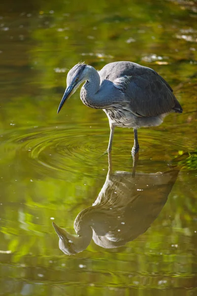 Gray Heron Wetlands — Stock Photo, Image