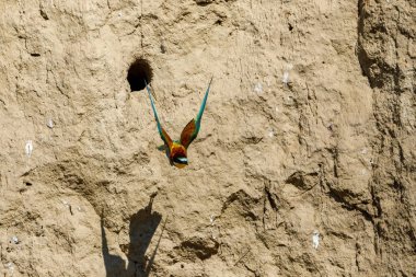 Colorful Bee Eater in the Danube Delta