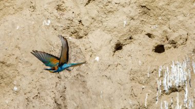 Colorful Bee Eater in the Danube Delta