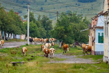 Romanya 'nın Viscri köyündeki inekler, 15 Temmuz 2022