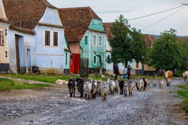 Romanya 'nın Viscri köyündeki keçiler, 15 Temmuz 2022