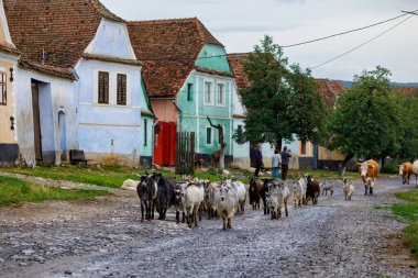 Romanya 'nın Viscri köyündeki keçiler, 15 Temmuz 2022