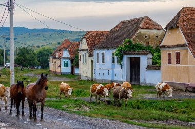 Romanya 'nın Viscri köyündeki inekler, 15 Temmuz 2022
