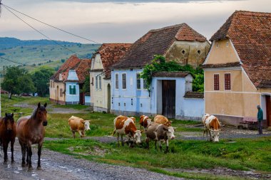 Romanya 'nın Viscri köyündeki inekler, 15 Temmuz 2022