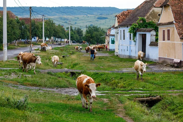 Коровы Деревне Вискри Румынии Июля 2022 Года — стоковое фото