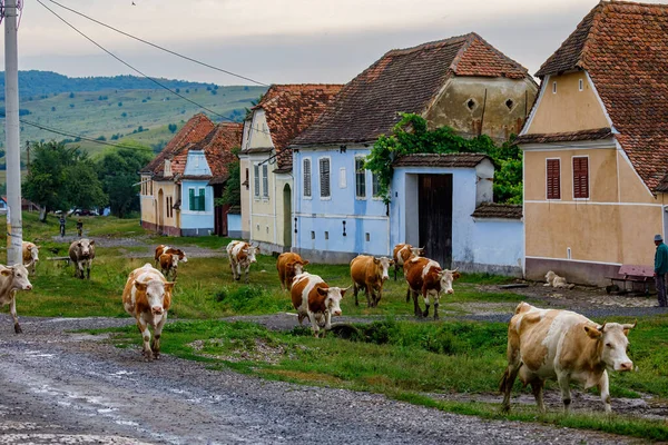 Коровы Деревне Вискри Румынии Июля 2022 Года — стоковое фото