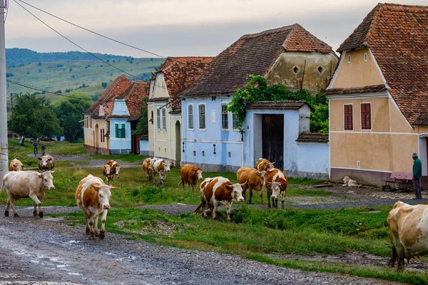 Vacas Aldeia Viscri Romênia Julho 2022 — Fotografia de Stock