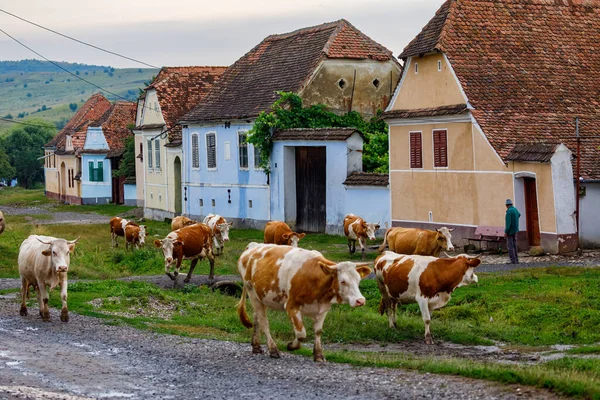 Vacas Aldeia Viscri Romênia Julho 2022 — Fotografia de Stock