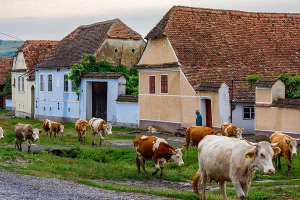 Krowy Wsi Viscri Rumunii Lipca 2022 — Zdjęcie stockowe