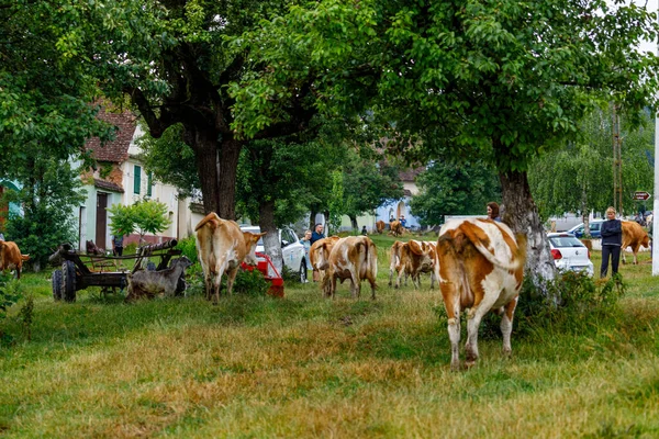 Romanya Nın Viscri Köyündeki Inekler Temmuz 2022 — Stok fotoğraf