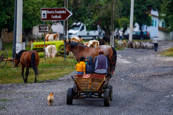 Guidare Una Carrozza Cavallo Nel Villaggio Viscri Romania Luglio 2022 — Foto Stock