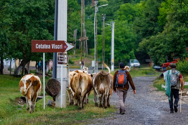 Cows Village Viscri Romania July 2022 — Stock Photo, Image