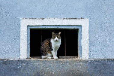 Bir kedi kameraya bakıyor.