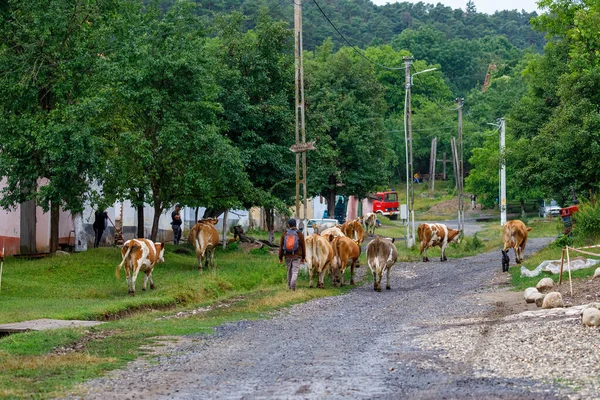 Krávy Obci Viscri Rumunsku Července 2022 — Stock fotografie