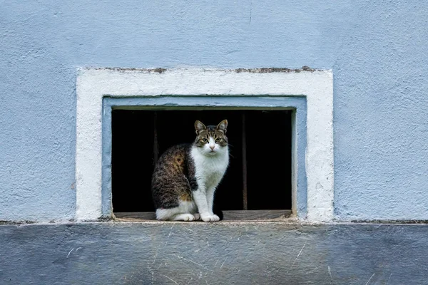Kot Patrzy Kamerę — Zdjęcie stockowe