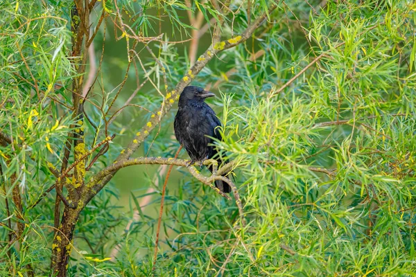 Ένα Μαύρο Κοράκι Στην Άγρια Φύση — Φωτογραφία Αρχείου