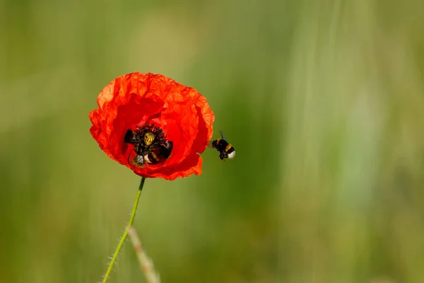 Red Poppy Meadow — Stock Photo, Image