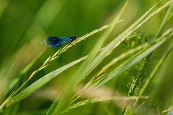 Een Banded Demoiselle Dragonfly Het Wild — Stockfoto