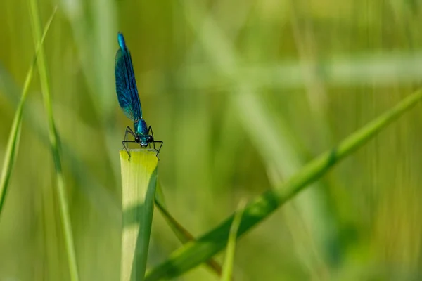 Een Banded Demoiselle Dragonfly Het Wild — Stockfoto