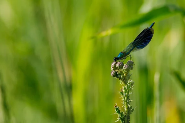 Μια Banded Demoiselle Dragonfly Στην Άγρια Φύση — Φωτογραφία Αρχείου