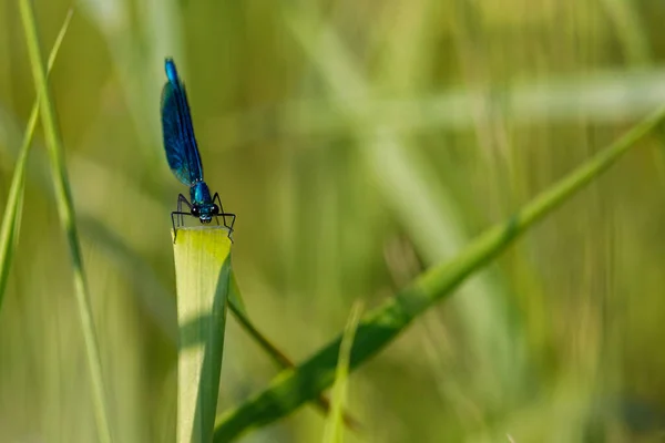Banded Demoiselle Dragonfly Wild — Stock fotografie