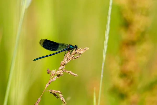 Banded Demoiselle Dragonfly Wild — Stock Photo, Image