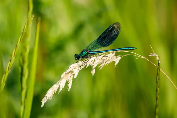 Banded Demoiselle Dragonfly Det Vilda — Stockfoto