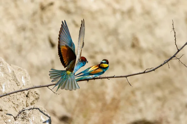 Colorful Bee Eater Danube Delta — Foto Stock