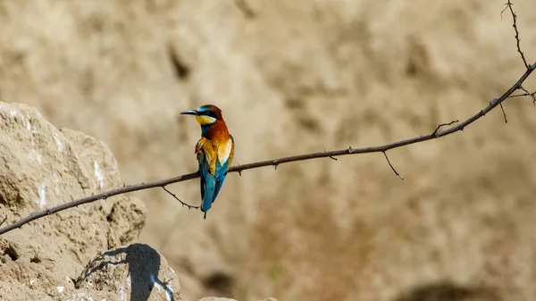 Colorful Bee Eater Danube Delta — стоковое фото