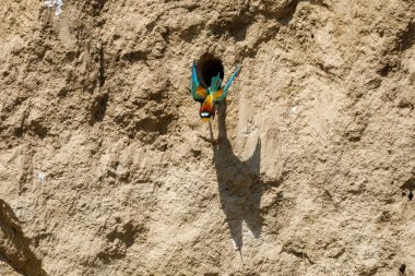 Colorful Bee Eater in the Danube Delta