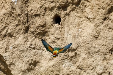 Colorful Bee Eater in the Danube Delta