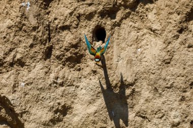 Colorful Bee Eater in the Danube Delta