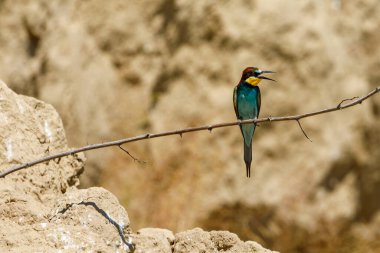 Colorful Bee Eater in the Danube Delta