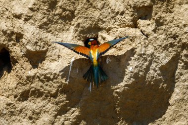 Colorful Bee Eater in the Danube Delta