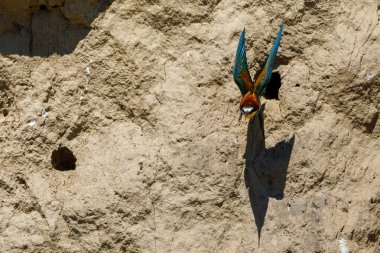 Colorful Bee Eater in the Danube Delta