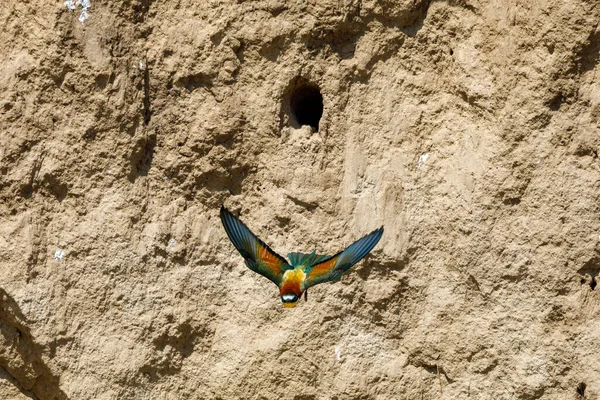 stock image Colorful Bee Eater in the Danube Delta