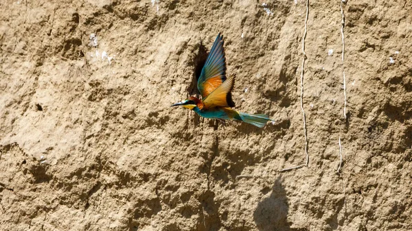 stock image Colorful Bee Eater in the Danube Delta