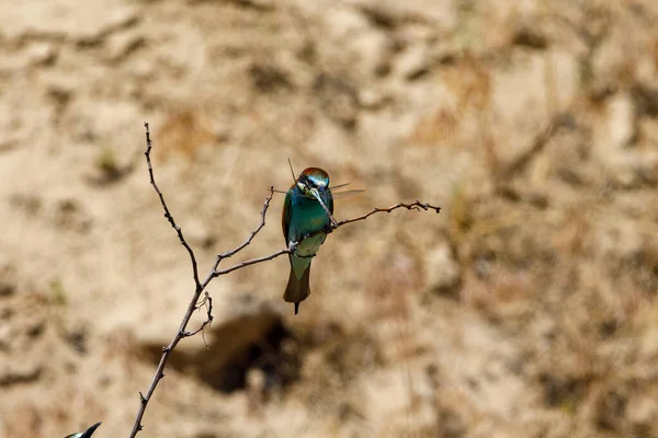 Colorful Bee Eater in the Danube Delta