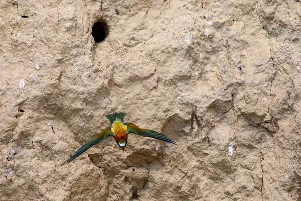 Colorful Bee Eater Danube Delta — Fotografia de Stock