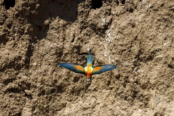 stock image Colorful Bee Eater in the Danube Delta