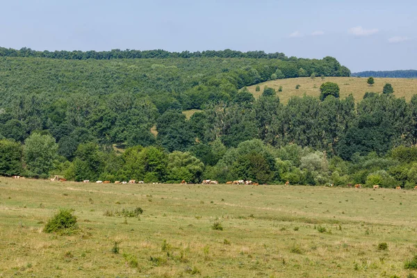 Krajobraz Viscri Rumunii — Zdjęcie stockowe