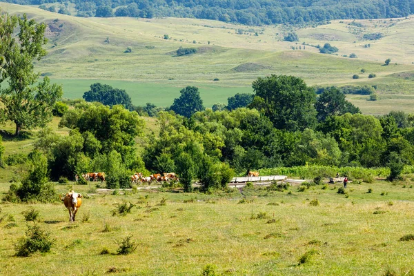 Pastoreo Vacas Paisaje Viscri Rumania —  Fotos de Stock