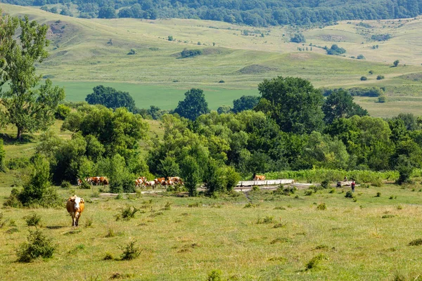 Krávy Pasoucí Krajině Viscri Romania — Stock fotografie