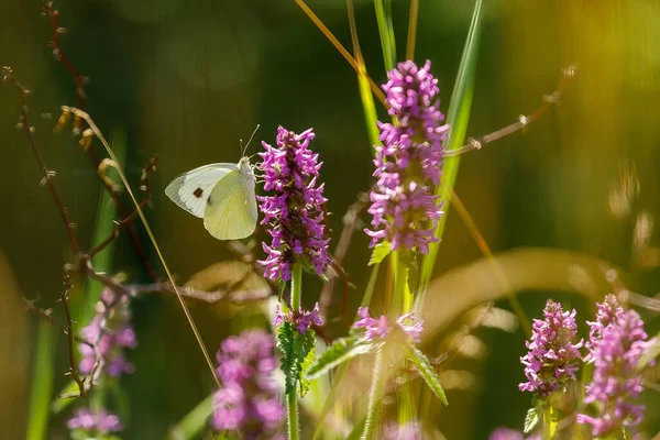 Бабочки Лугу Румынии — стоковое фото