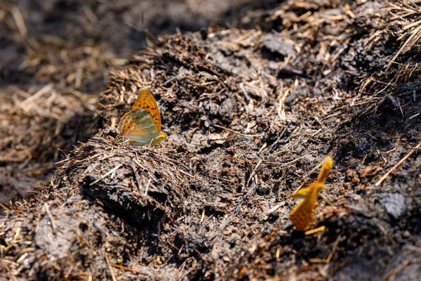 罗马尼亚草原上的蝴蝶 — 图库照片